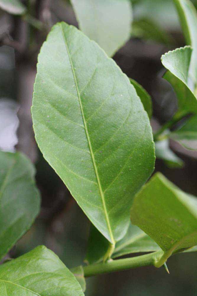                 Unifoliolate leaf (Cascade, Riverside,   CA)       